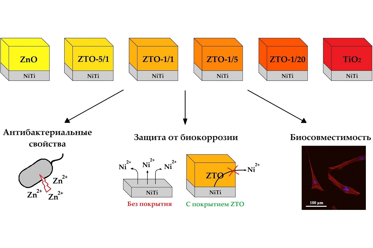 Петербургские ученые создали биосовместимое нанопокрытие из оксидов титана и цинка для имплантов