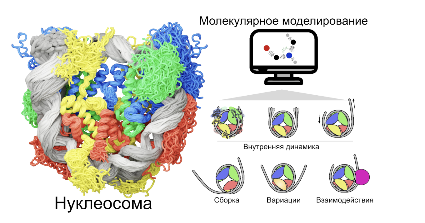 Ученые МГУ обобщили новейшие результаты в области молекулярного моделирования ДНК и работы генома