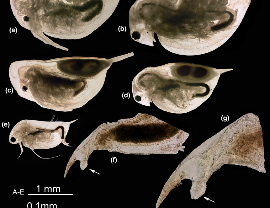 Два вида водяных блох надели «терновые венцы» в процессе эволюции независимо друг от друга
