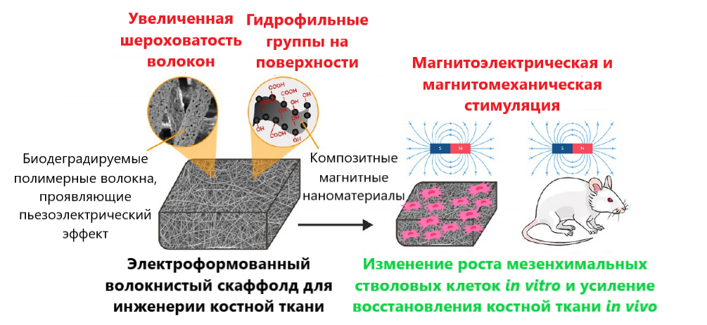 Биологи МГУ научились влиять на регенерацию костной ткани с помощью магнитного поля