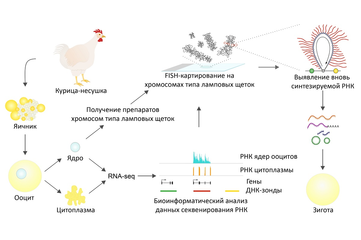 Ученые СПбГУ выяснили, как передают информацию гены у курицы